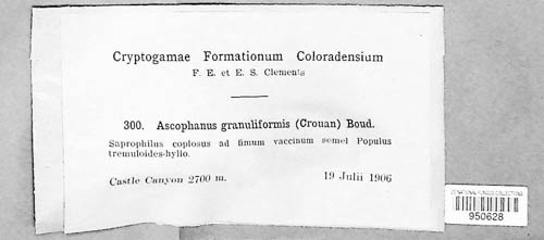 Ascophanus granuliformis image